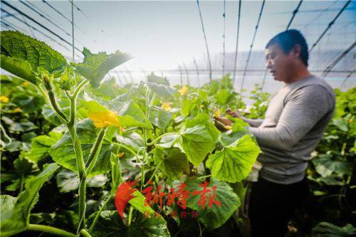 在中国，如今种植哪种农作物最能带来丰厚收益？