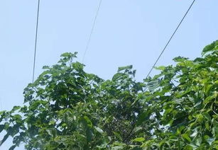 在四川，种植哪些树木能带来可观的经济收益？