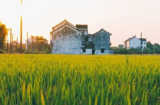 未来三年，哪个村庄将成为最挣钱的致富宝地？