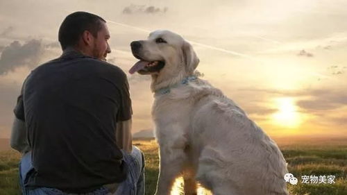 哪种狗狗养殖最具经济效益？你心中的赚钱犬种是哪一只？