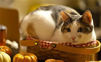 养猫也能赚钱？你不知道的猫咪经济新玩法！