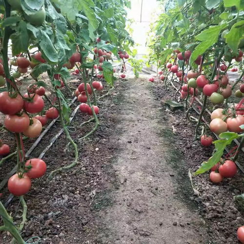 西昌地区种植哪种水果最具经济效益？