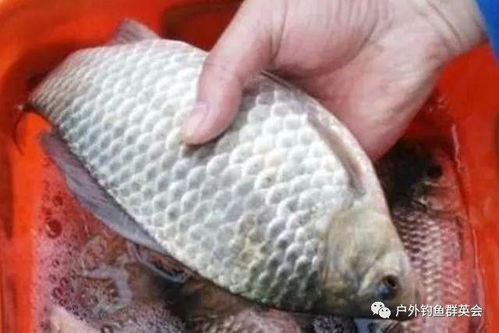 想要实惠的鲫鱼？揭秘鲫鱼自助团购平台如何帮你省钱的秘密？