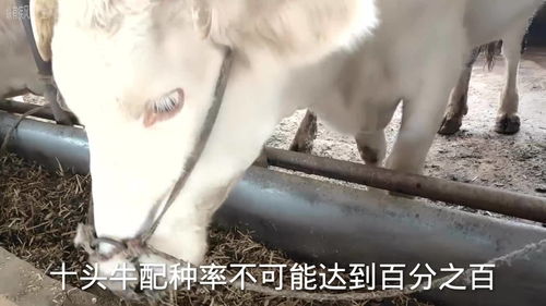 养牛真的能赚钱吗？百度百科告诉你真相