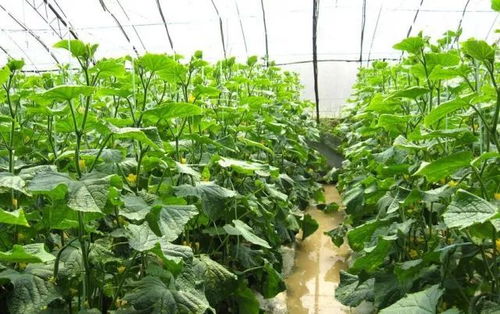 南昌地区种植哪种蔬菜收益最高？如何选择高利润蔬菜？