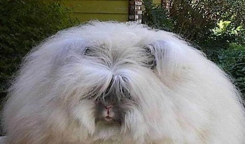 炎兔究竟是什么神秘生物？它的起源与特性你知道吗？
