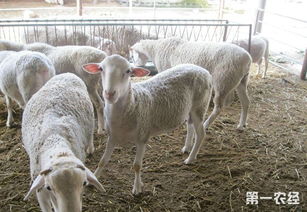 养毛羊和肉羊哪个更赚钱？经济效益对比分析