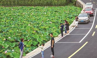 70后农民如何选择种植项目才能实现高收益？