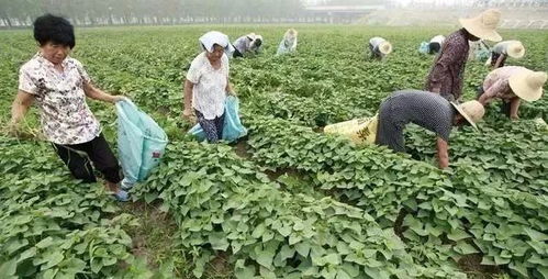 农民养家糊口最有效的赚钱方式是什么？
