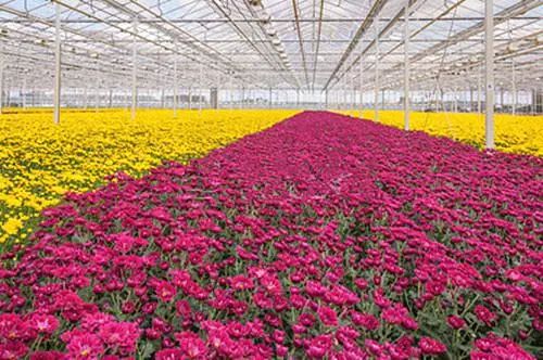 未来哪些苗木品种最具盈利潜力？选择种植哪种苗木能赚钱？