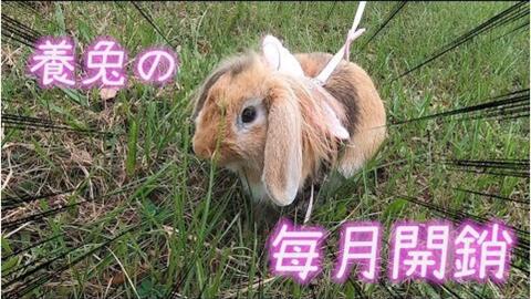 在上海搞养兔副业，真能赚到钱吗？