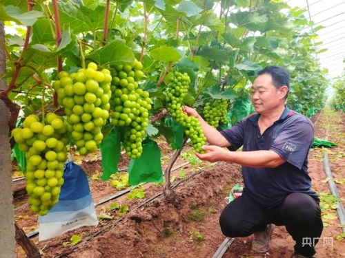 大棚种植葡萄赚钱吗