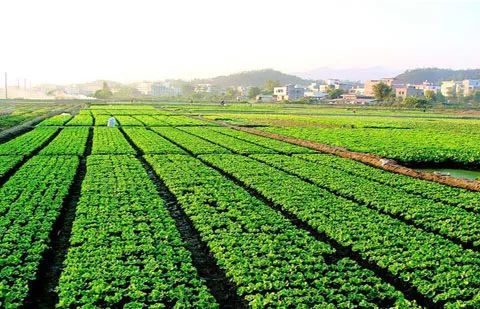 在国内农业种植领域，哪种作物能快速带来经济效益？