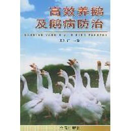 如何掌握高效养鹅副业技术？新手入门必问