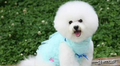 如何成功开展比熊犬养殖副业？你准备好了吗？