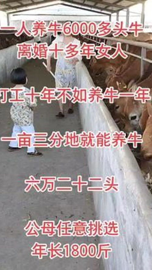 养牛真的能胜过打工吗？一年养十头牛，小妹带你算算真实收益究竟几何？